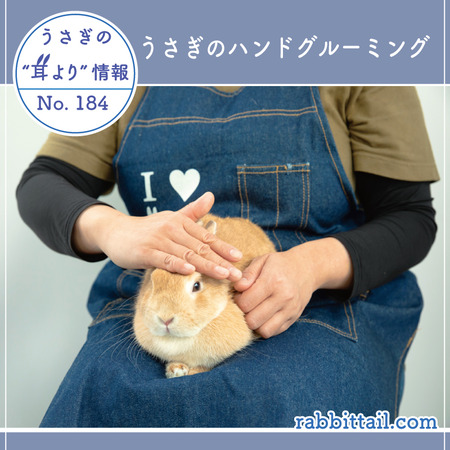 うさぎブログ うさぎのしっぽ公式ブログ 日々しっぽ うさぎの耳より情報 No 184 うさちゃんのハンドグルーミング