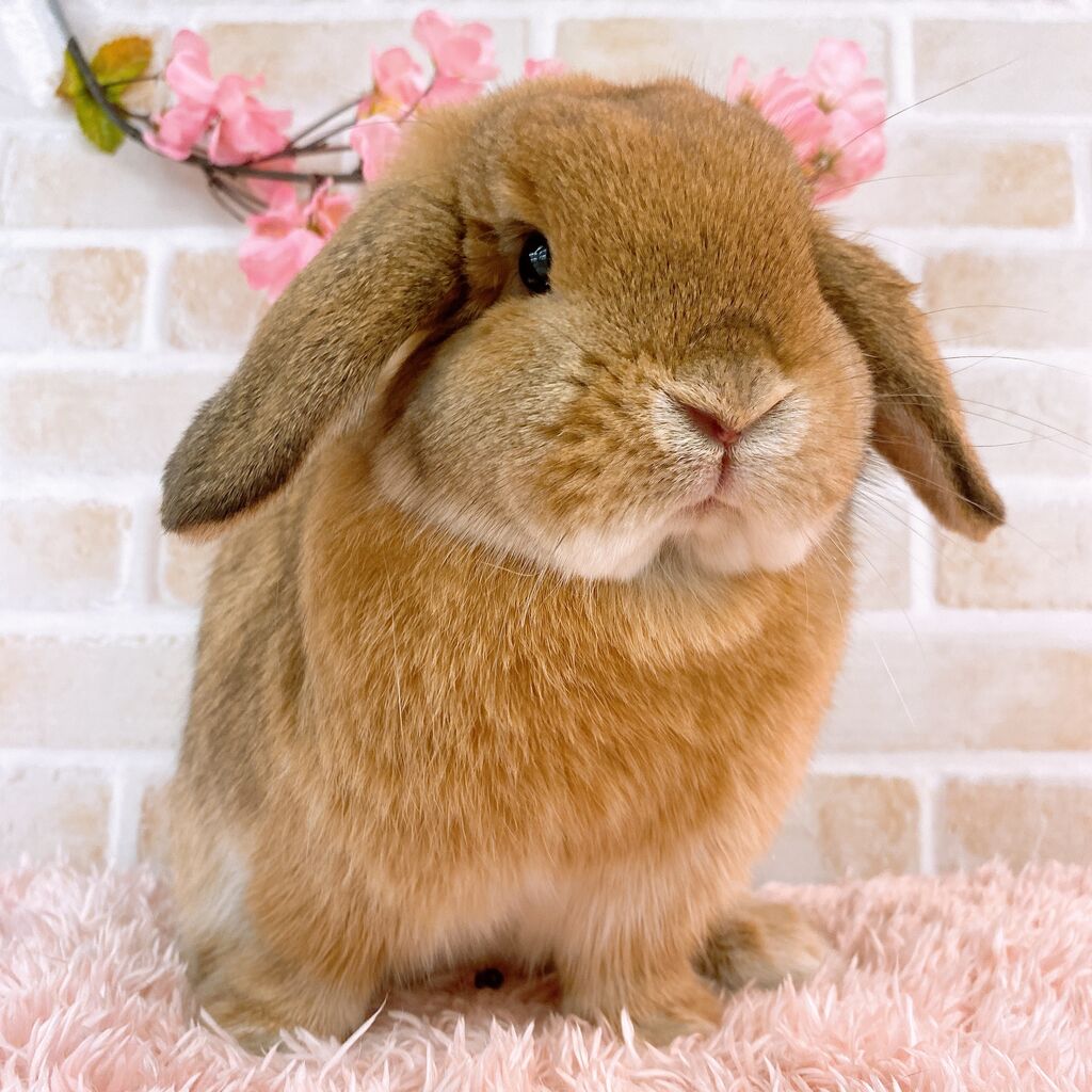 うさぎブログ うさぎのしっぽ公式ブログ 日々しっぽ 可愛いクッションマット うさぎブログ うさぎのしっぽ公式ブログ 日々しっぽ 可愛いクッションマット