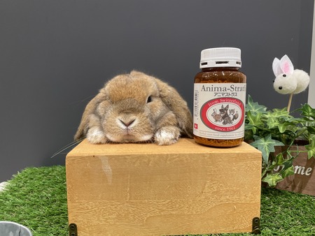 アニマストラス2