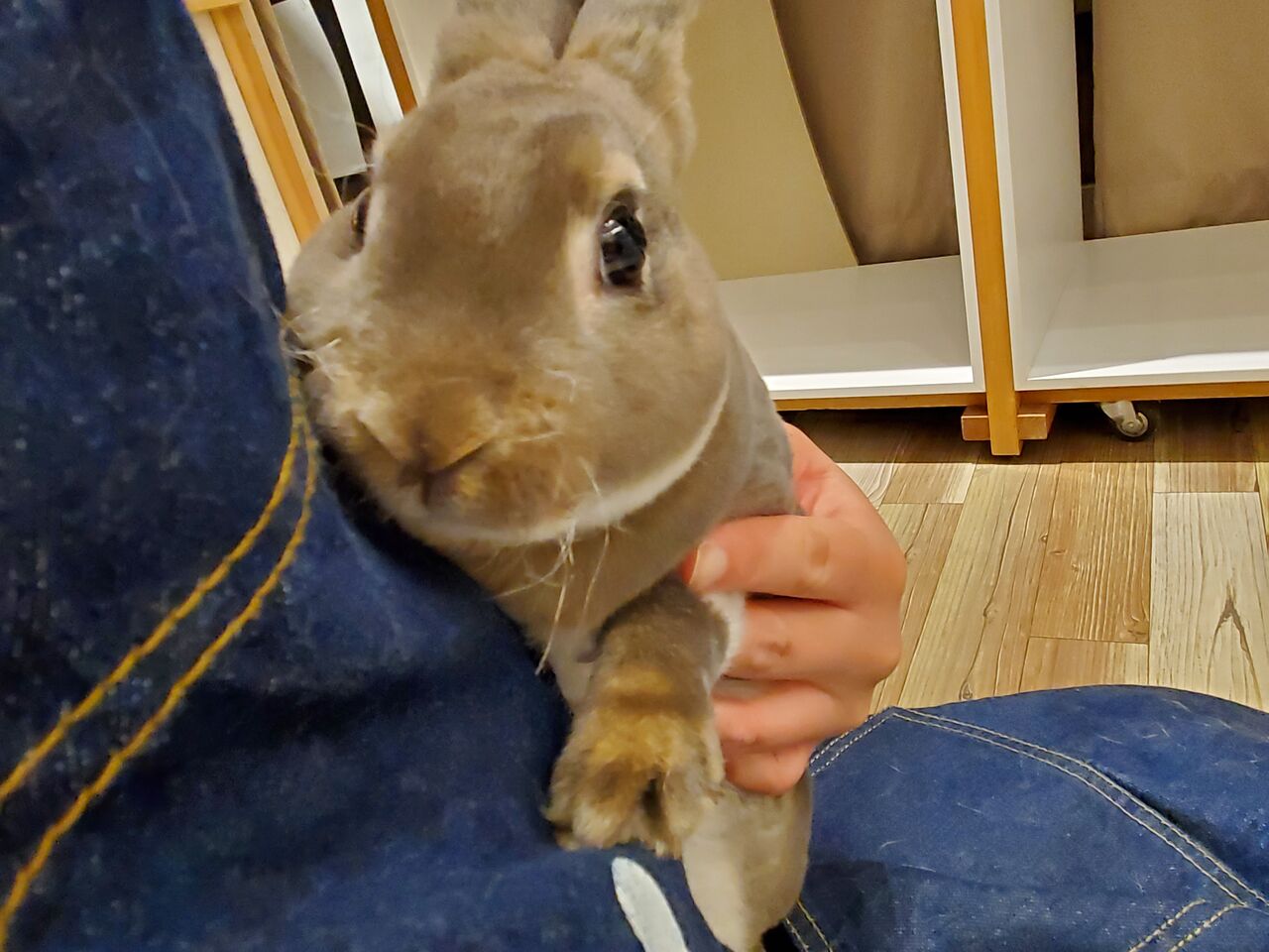 うさぎ紹介 : うさぎブログ うさぎのしっぽ公式ブログ「日々しっぽ」