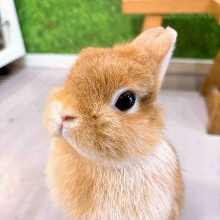 牧草のたべが落ち気味なうさちゃんへ : うさぎブログ うさぎのしっぽ