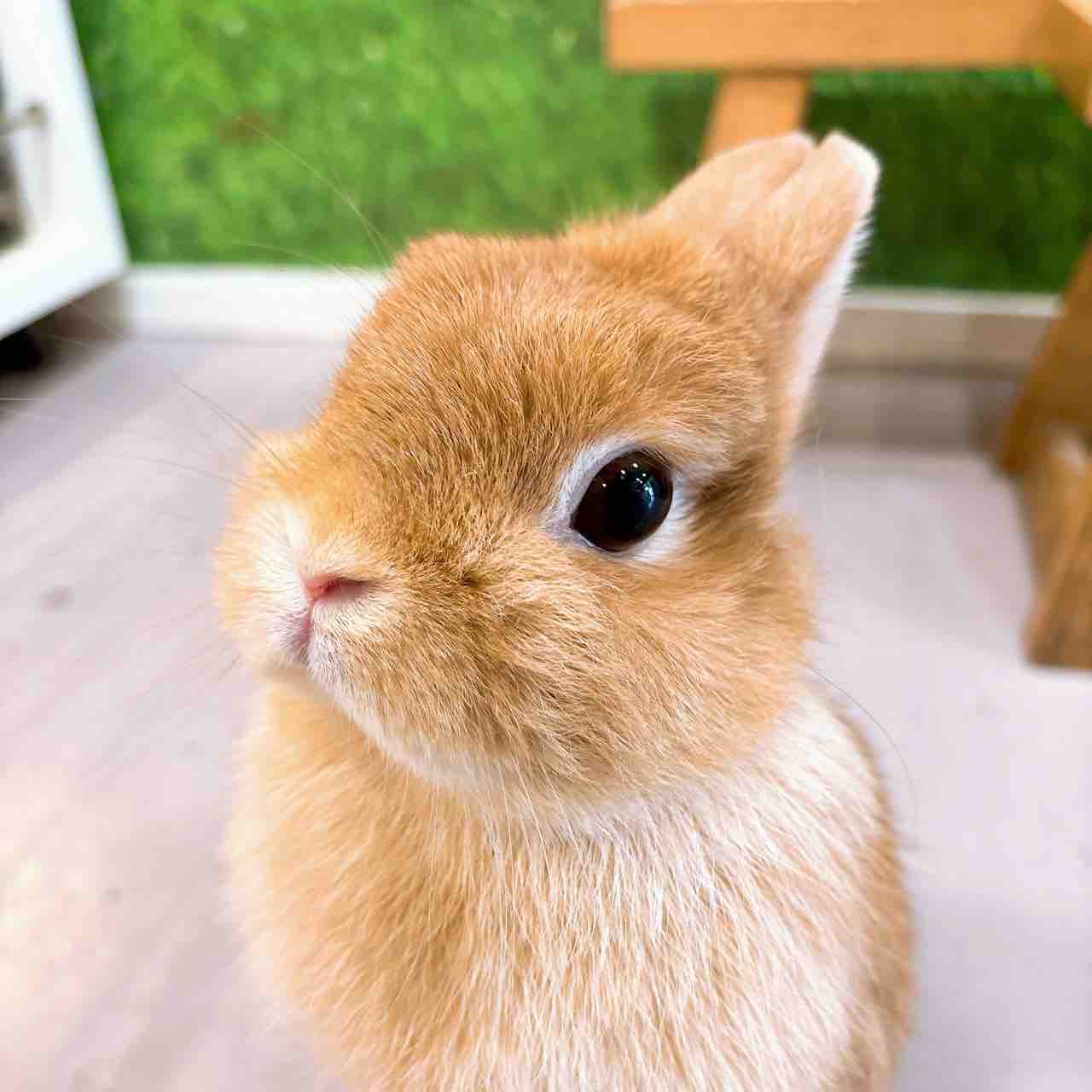 牧草のたべが落ち気味なうさちゃんへ : うさぎブログ うさぎのしっぽ