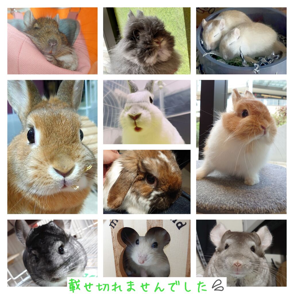 南町田グランベリーパーク店新人スタッフの坂東です！ : うさぎブログ