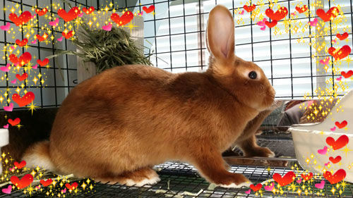 ついにデビュー♪ : うさぎブログ うさぎのしっぽ公式ブログ「日々しっぽ」