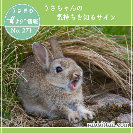 うさぎの耳より情報 No.271 うさちゃんの気持ちを知るサイン : うさぎ
