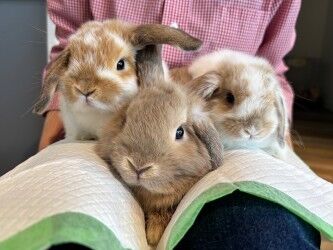 45600455-fa61-44db-a544-e662429567e9