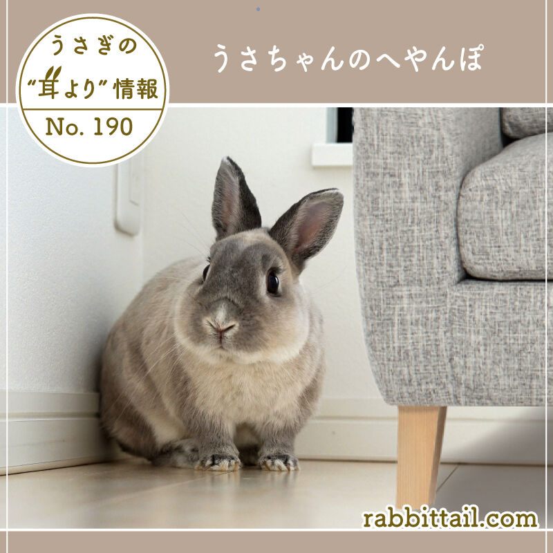 うさぎブログ うさぎのしっぽ公式ブログ 日々しっぽ うさぎの耳より情報 No 190 うさちゃんのへやんぽ