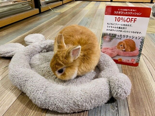 本日から！！年末年始セール！ : うさぎブログ うさぎのしっぽ公式