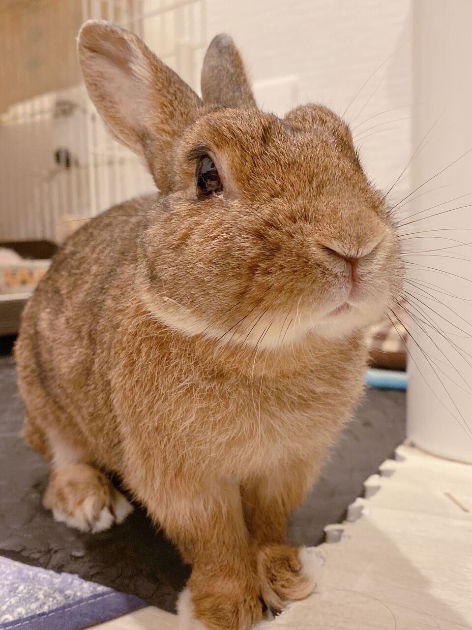 うさぎブログ うさぎのしっぽ公式ブログ 日々しっぽ お家の子のご紹介
