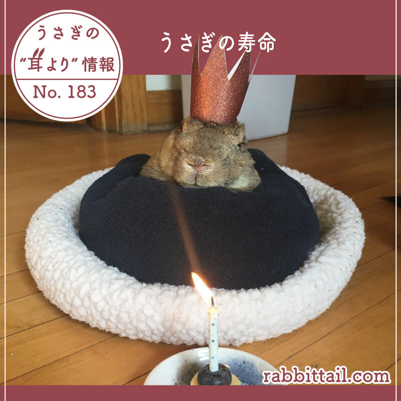 うさぎブログ うさぎのしっぽ公式ブログ 日々しっぽ うさぎの耳より情報 No 1 うさぎの寿命