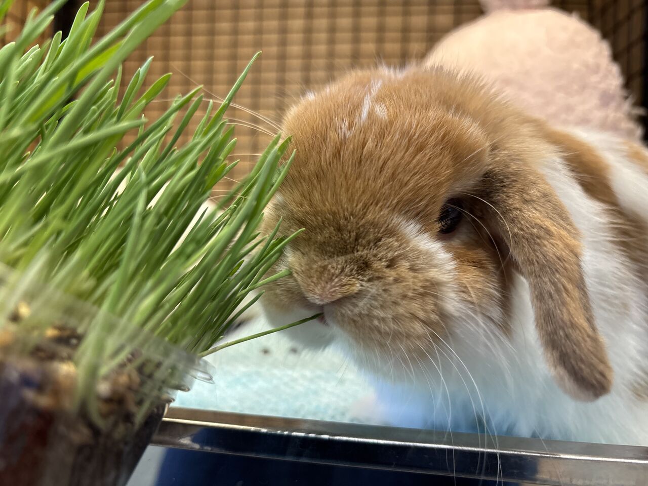 おやつを育てよう♪ : うさぎブログ うさぎのしっぽ公式ブログ「日々