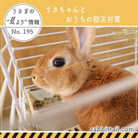 うさぎブログ うさぎのしっぽ公式ブログ 日々しっぽ うさぎの耳より情報 Livedoor Blog ブログ うさぎブログ うさぎのしっぽ公式ブログ 日々しっぽ うさぎの耳より情報 Livedoor Blog ブログ