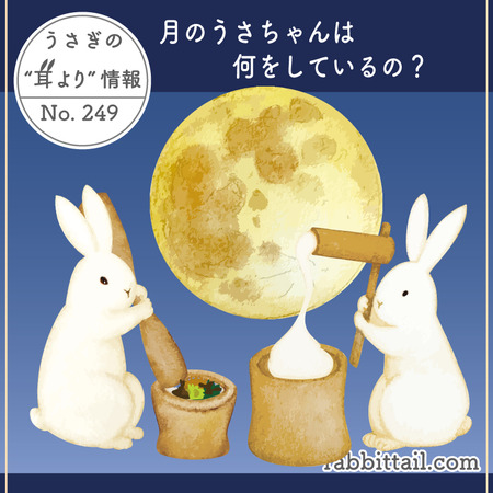 うさぎの耳より情報 No.249 月のうさちゃんは何をしているの