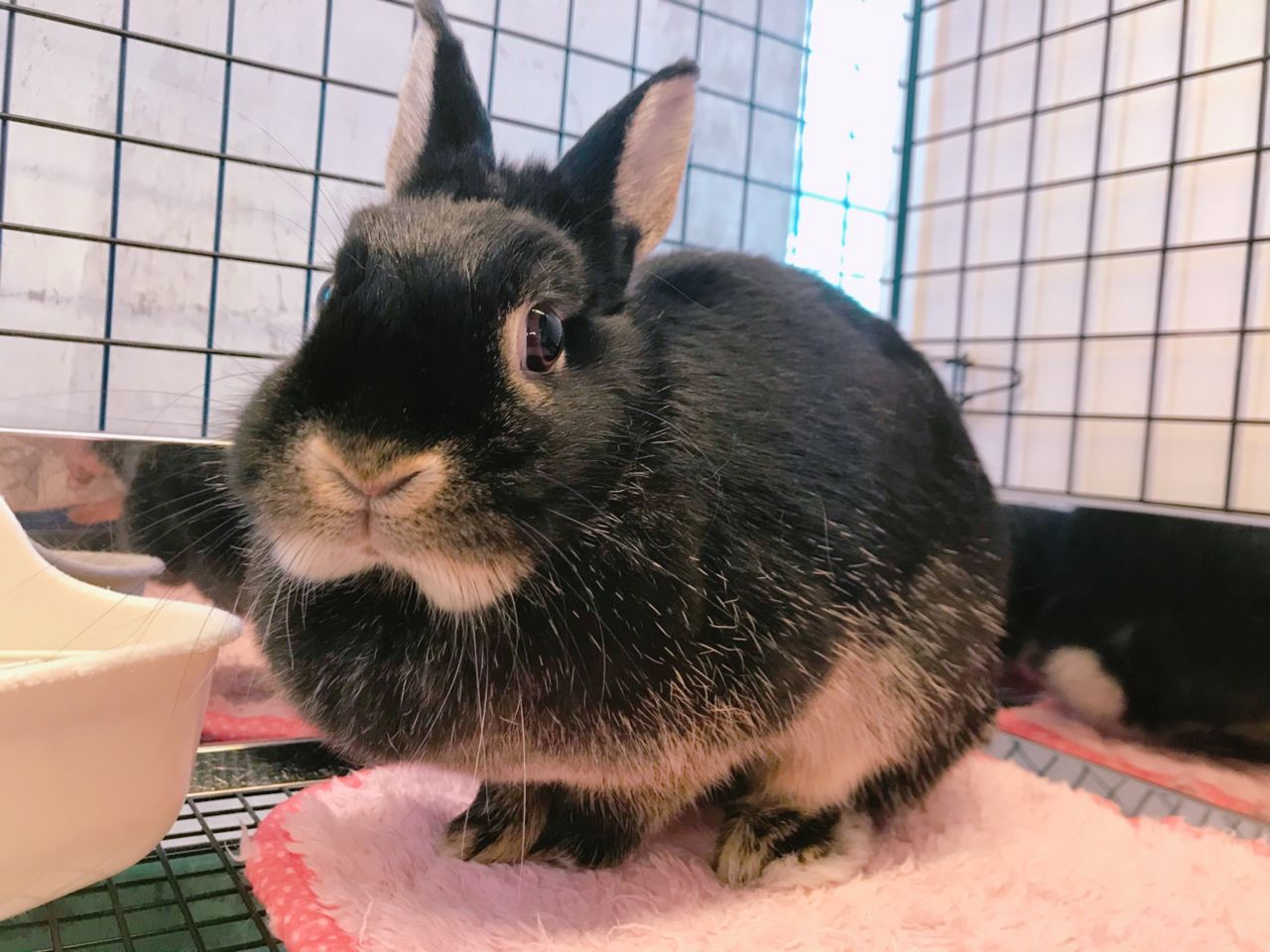 うさぎブログ うさぎのしっぽ公式ブログ 日々しっぽ 19年10月 Livedoor Blog ブログ