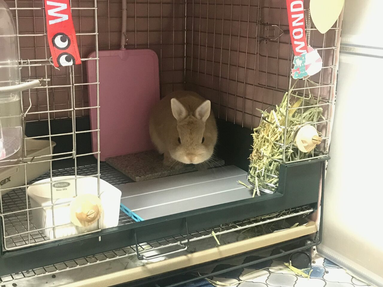 うさぎブログ うさぎのしっぽ公式ブログ 日々しっぽ お気に入りのひんやりグッズ