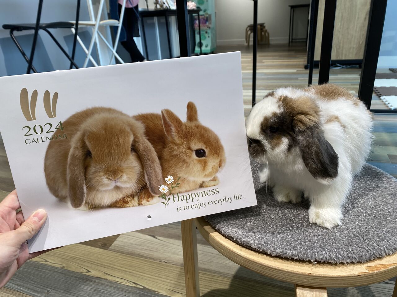 うさぎのしっぽ