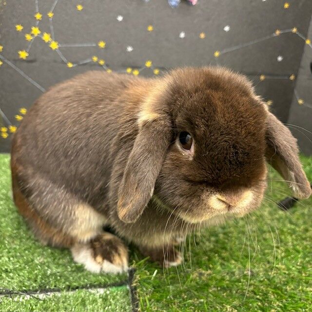 チョコレートカラーのうさちゃん : うさぎブログ うさぎのしっぽ公式