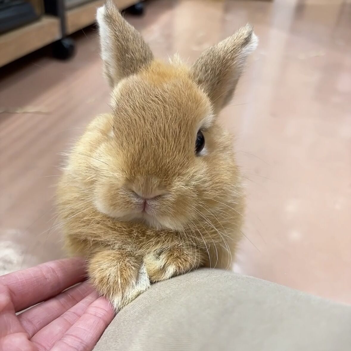 柴又店の新入りうさちゃんをご紹介！ : うさぎブログ うさぎのしっぽ