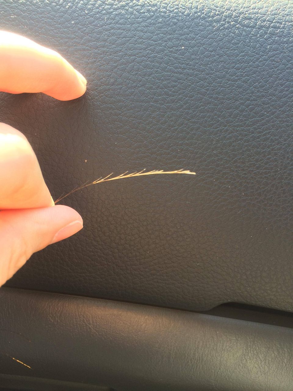 すごい枝毛みっけたったwwww くそスレの墓場