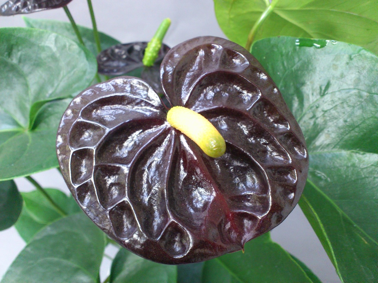 Anthurium Andreanum ブラック クイーン Hapのblog