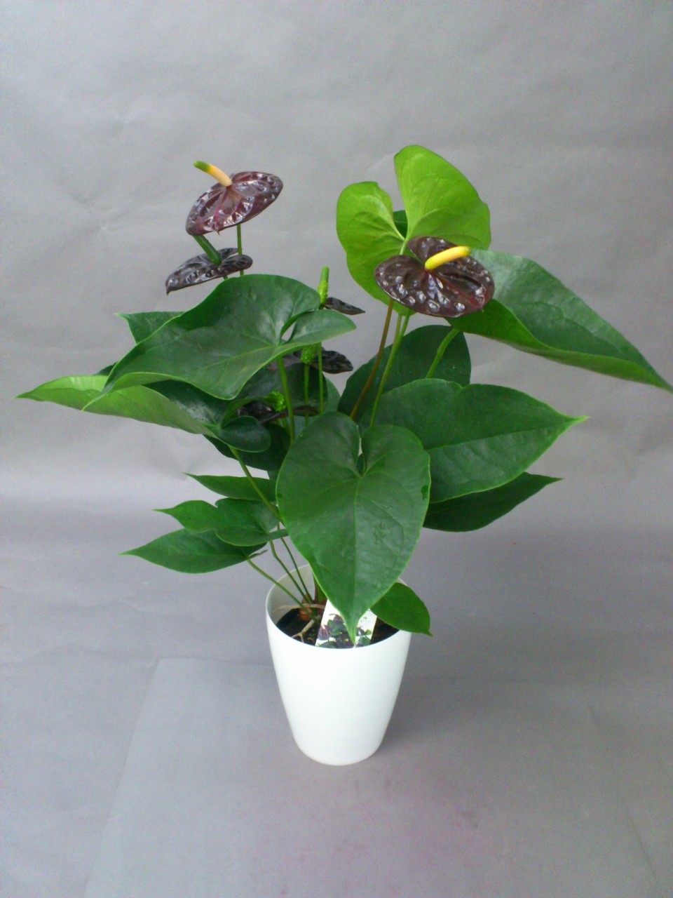 Anthurium Andreanum ブラック クイーン Hapのblog