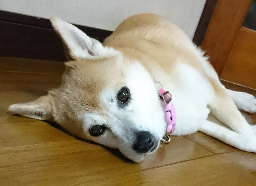 犬 ちょいと私の雑談でも