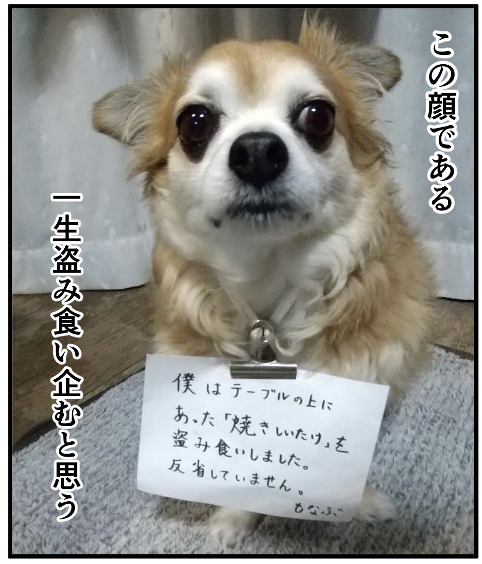 シイタケに取り憑かれた犬 ちょいと私の雑談でも