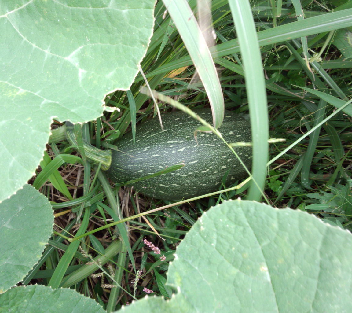 おそるべし 万次郎カボチャ 発達障害 Hicoさんの農功日和 ある障がい者の就労私記