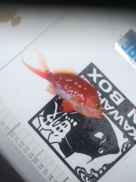 師崎から大山沖イサキ釣り 匠の船釣りトーク