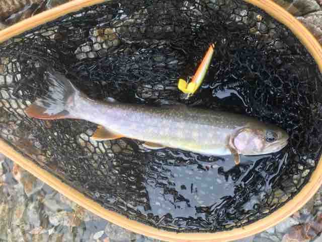 たまには渓流ルアー 岩魚爆釣 匠の船釣りトーク