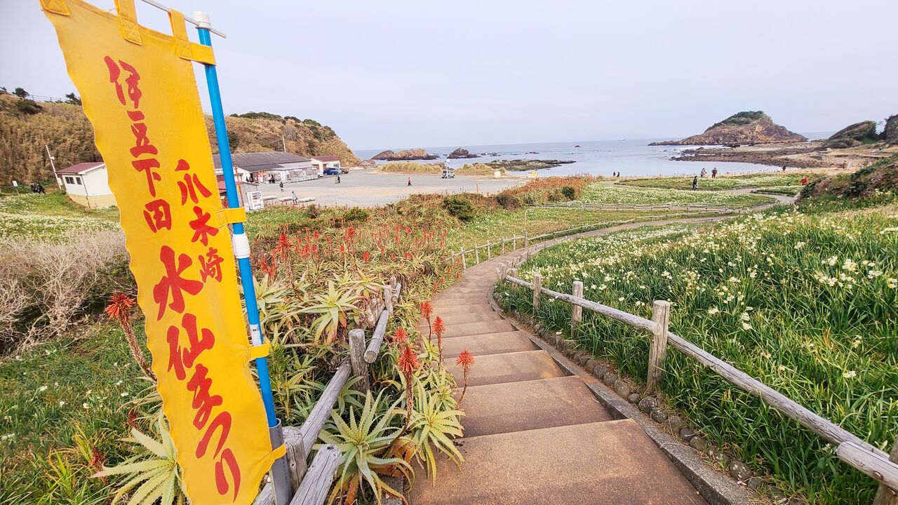 下田 爪木崎水仙まつりは今月末まで 美味しいメニューも増えてます ひなたぼっこ 伊豆だより 下田 爪木崎水仙まつりは今月末まで 美味しいメニューも増えてます ひなたぼっこ 伊豆だより