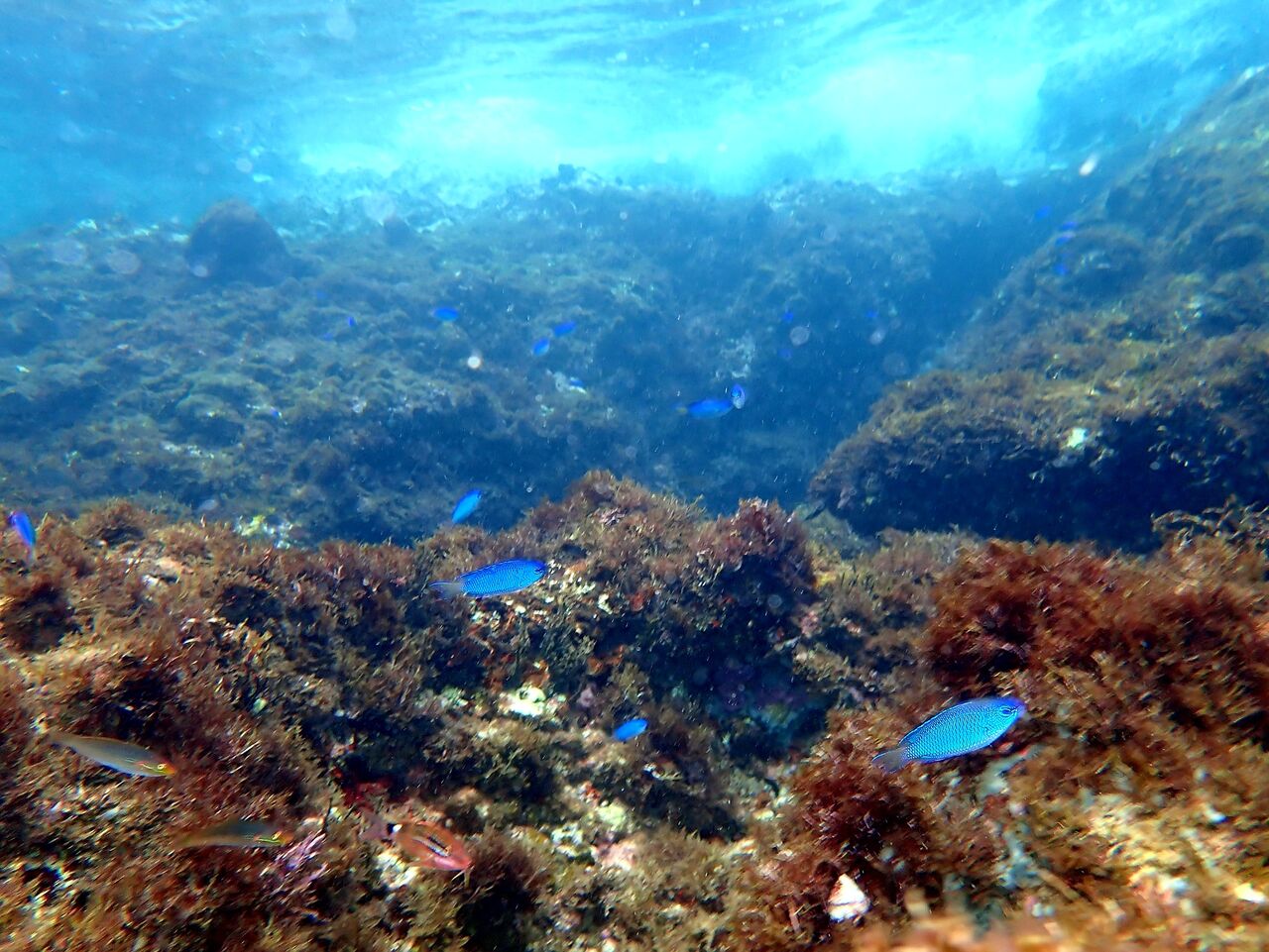西伊豆 浮島海岸 伊豆の海岸は水深３mくらいでもお魚と遊べます ひなたぼっこ 伊豆だより