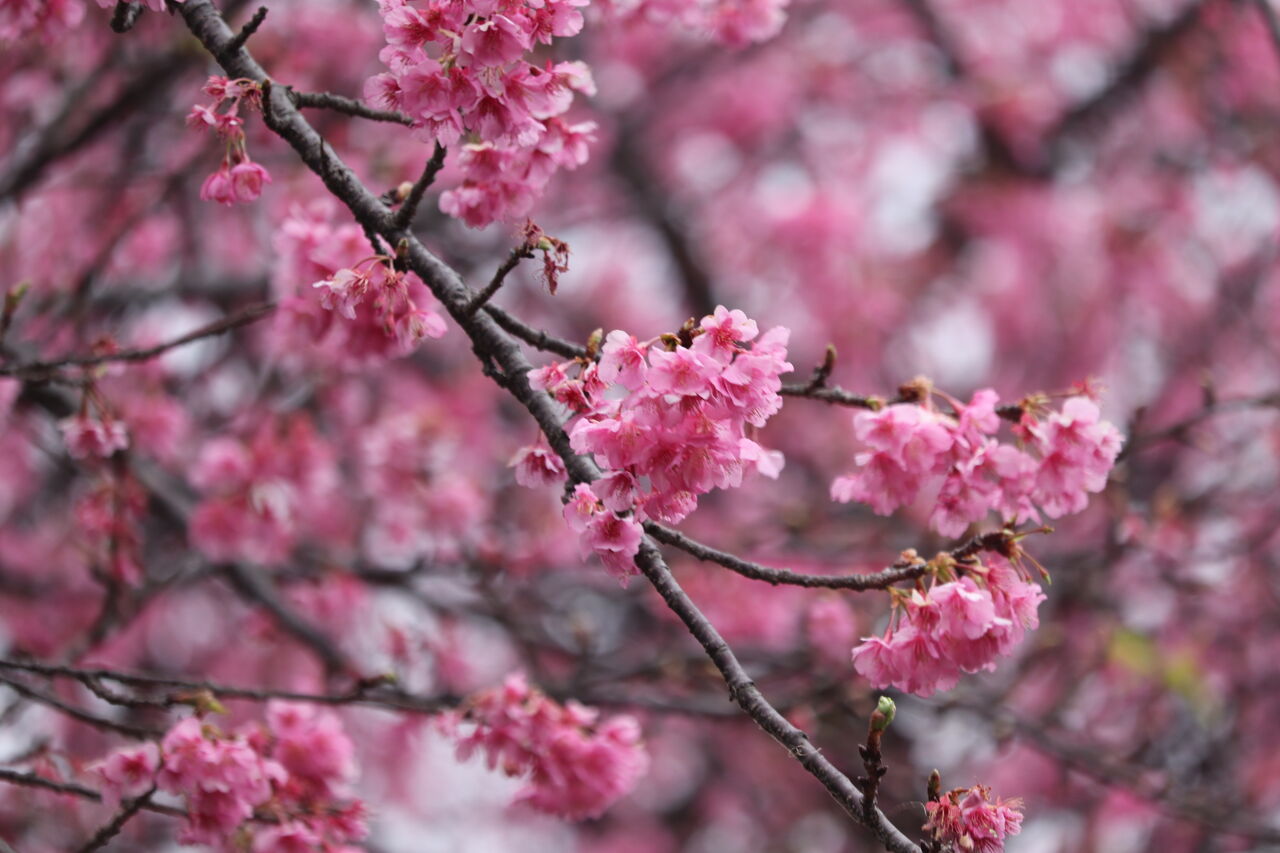 週末にかけて気温低下ですが 晴れ予報で雪の心配は無し 寒桜や土肥桜など数種類の桜が咲き始めてます ひなたぼっこ 伊豆だより