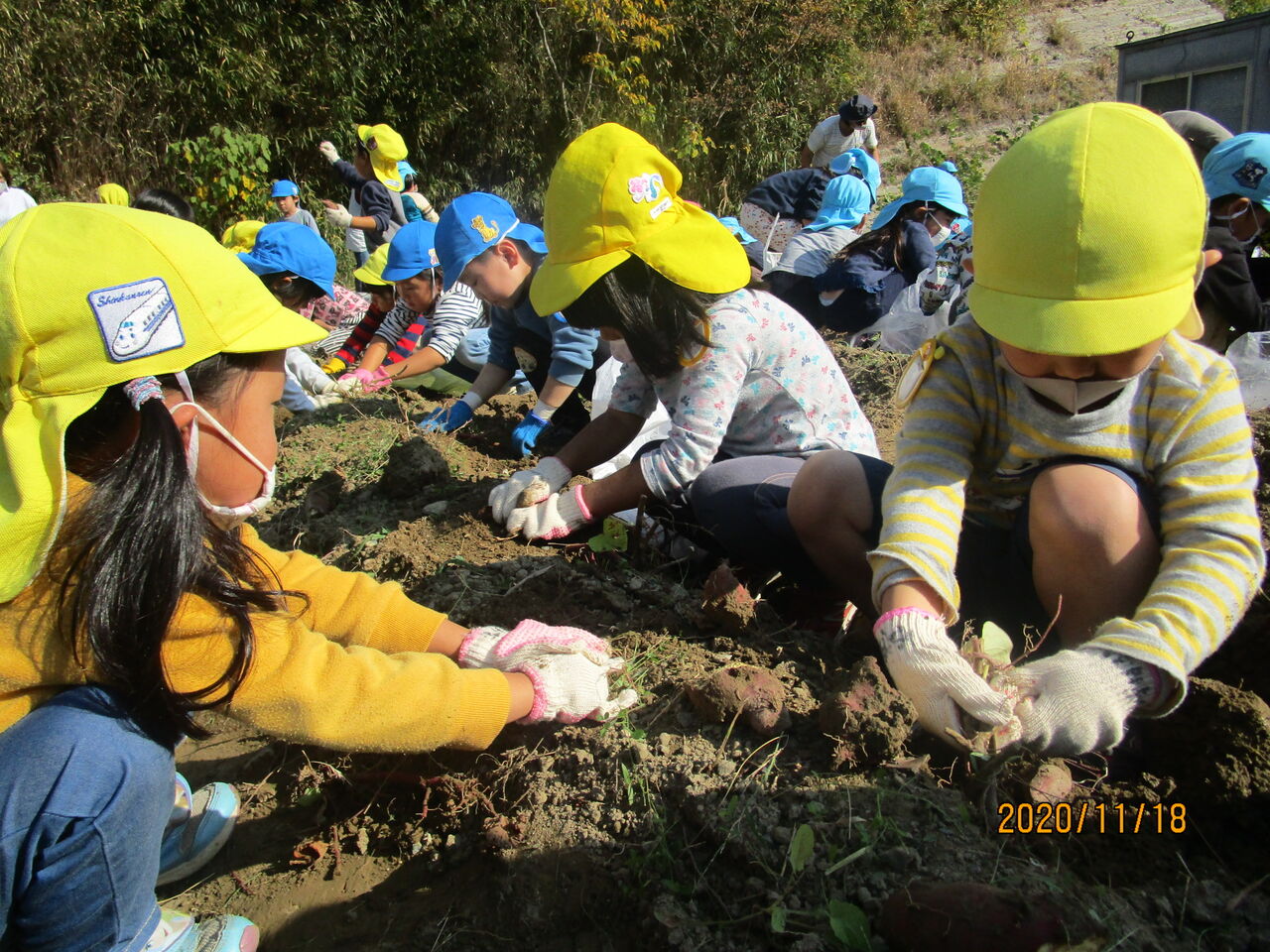 サツマイモ掘りをしたよ 子育てセンターひだまり保育園部のブログ