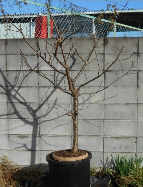 アンズの開花に命の力強さ・奥深さを感じる : 『ひだまりおやこ園