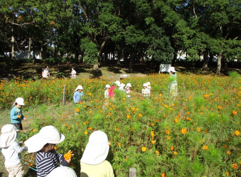 お花摘み 楽しかったよ ひだまりおやこ園 旧 ひだまり保育園
