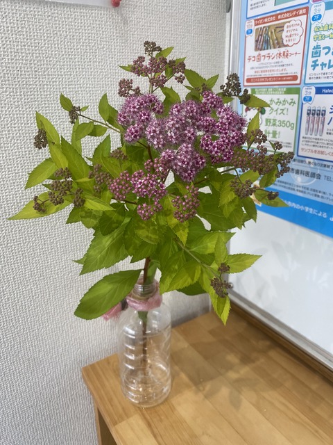 IMG_2626