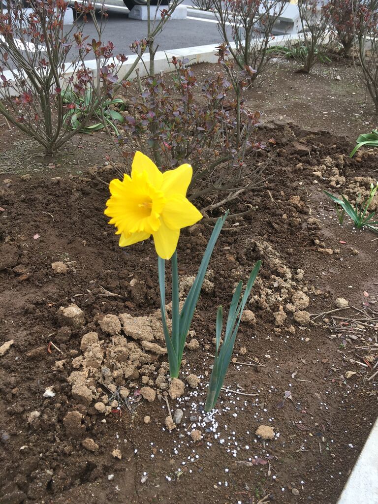 ラッパスイセン ひだまりケアへの道
