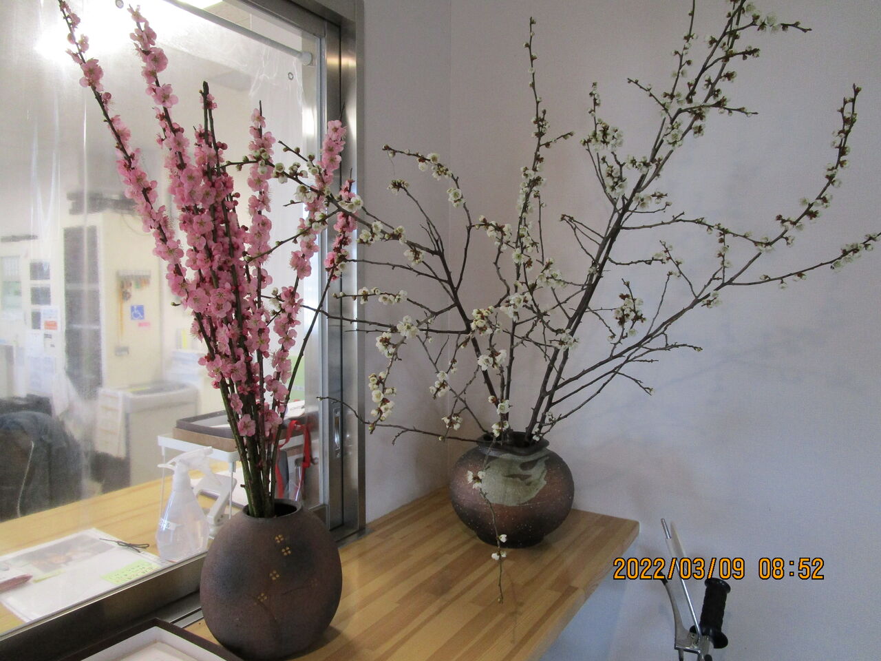 紅梅白梅まんさくの花 ひだまりケアへの道