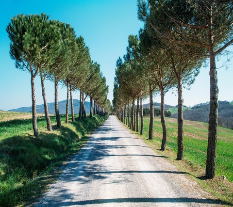 Road_Trees_path-wallpaper-10809124