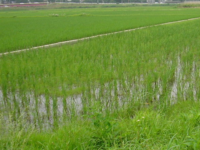 田は青し緑を青と呼ぶ日本 写真俳句ブログ チーさん 初心者