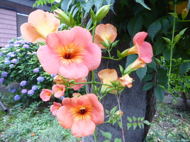 凌霄の花絨毯をよけ歩く 写真俳句ブログ チーさん 初心者