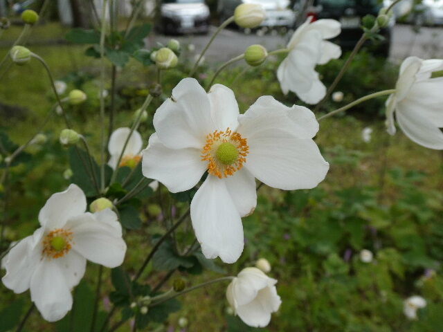 白無垢の生き様映す菊一輪 写真俳句ブログ チーさん 初心者 白無垢の生き様映す菊一輪 写真俳句ブログ チーさん 初心者