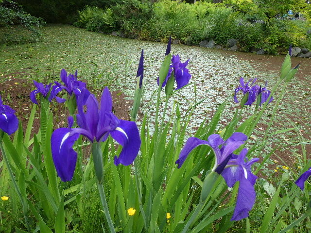 22年05月19日 写真俳句ブログ チーさん 初心者