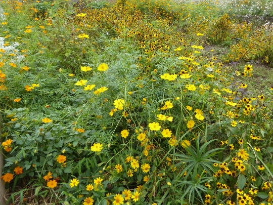 人は皆命等しく花野道 写真俳句ブログ チーさん 初心者