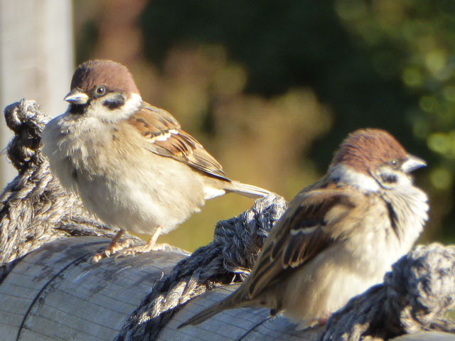 ふくらすずめ顔胸背中みなふくら 寒雀一羽一羽の顔覚ゆ 写真俳句ブログ チーさん 初心者