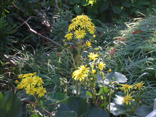 石蕗の花仏の後光に手を合わす 写真俳句ブログ チーさん 初心者 石蕗の花仏の後光に手を合わす 写真俳句ブログ チーさん 初心者