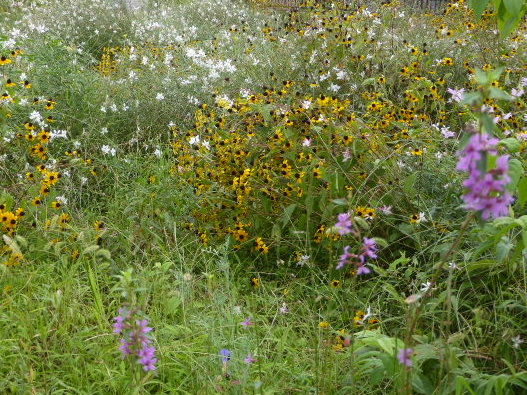 住めば都そう思えば花野かな 写真俳句ブログ チーさん 初心者