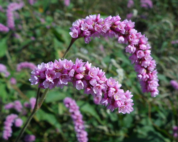 畔に咲く田んぼの華は赤まんま 写真俳句ブログ チーさん 初心者