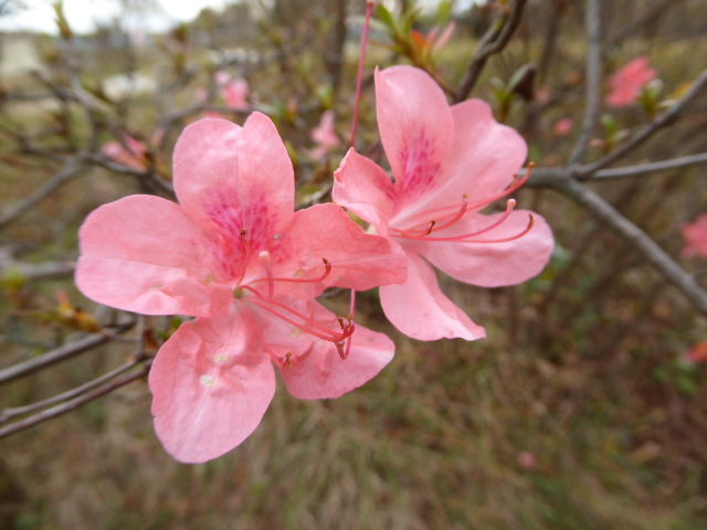 定年後夢を紡ぎて帰り花 写真俳句ブログ チーさん 初心者